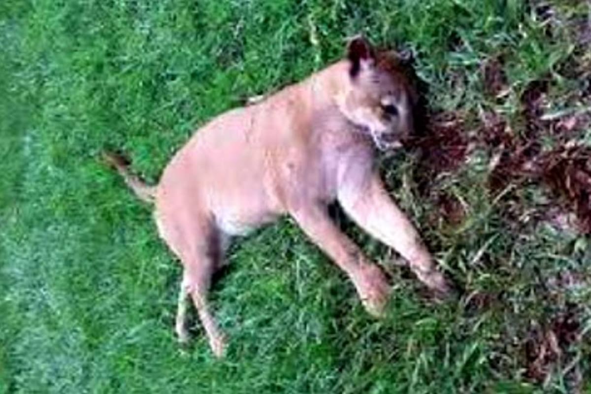 Autoridades desmienten supuesto asesinato de un puma en Florián (Foto: Suministrada/ VANGUARDIA LIBERAL )