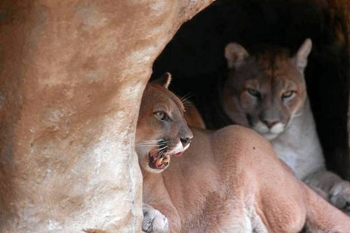 La comunidad que aprendió a convivir con el puma (Foto: Cortesía: N.Regnier/VANGUARDIA LIBERAL )