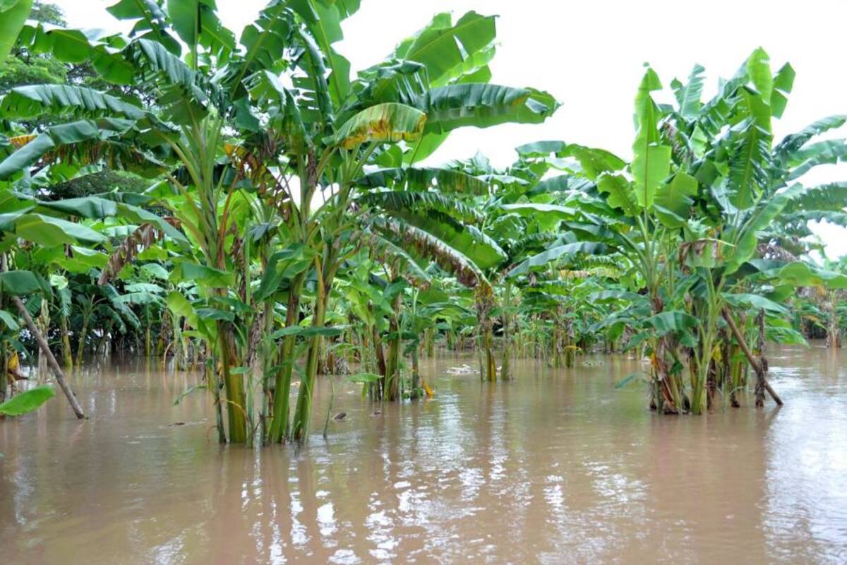 Sector agropecuario ya previene desastres naturales (Foto: Archivo/ VANGUARDIA LIBERAL)