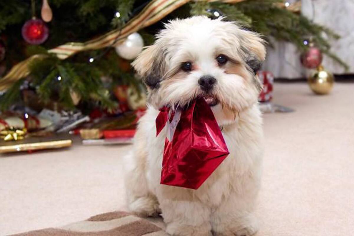 Las mascotas también merecen su regalo de Navidad (Foto: Tomado de hogarutil.com)