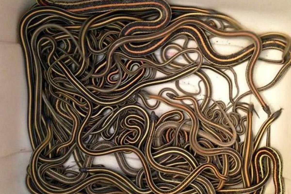 Una pareja encontró más de 100 serpientes en el sótano de su casa (Foto: Foto: Planeta Curioso )