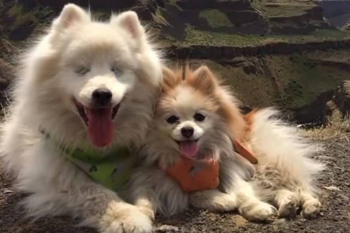 Conozca a Zen, el cachorro que guía a un perro ciego (Foto: Tomada de YouTube /VANGUARDIA LIBERAL)