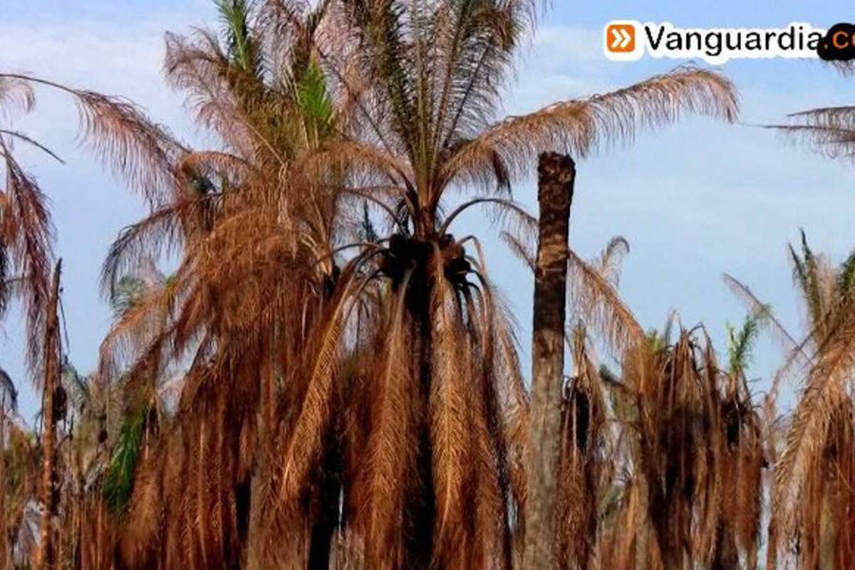 Palmicultores de Santander temen quiebra por Pudrición del Cogollo