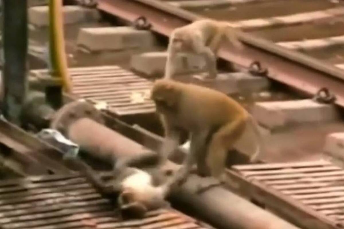 Un simio héroe salva a otro que cae en las vías de un tren (Foto: TOMADO DE YOUTUBE.COM/VANGUARDIA LIBERAL)
