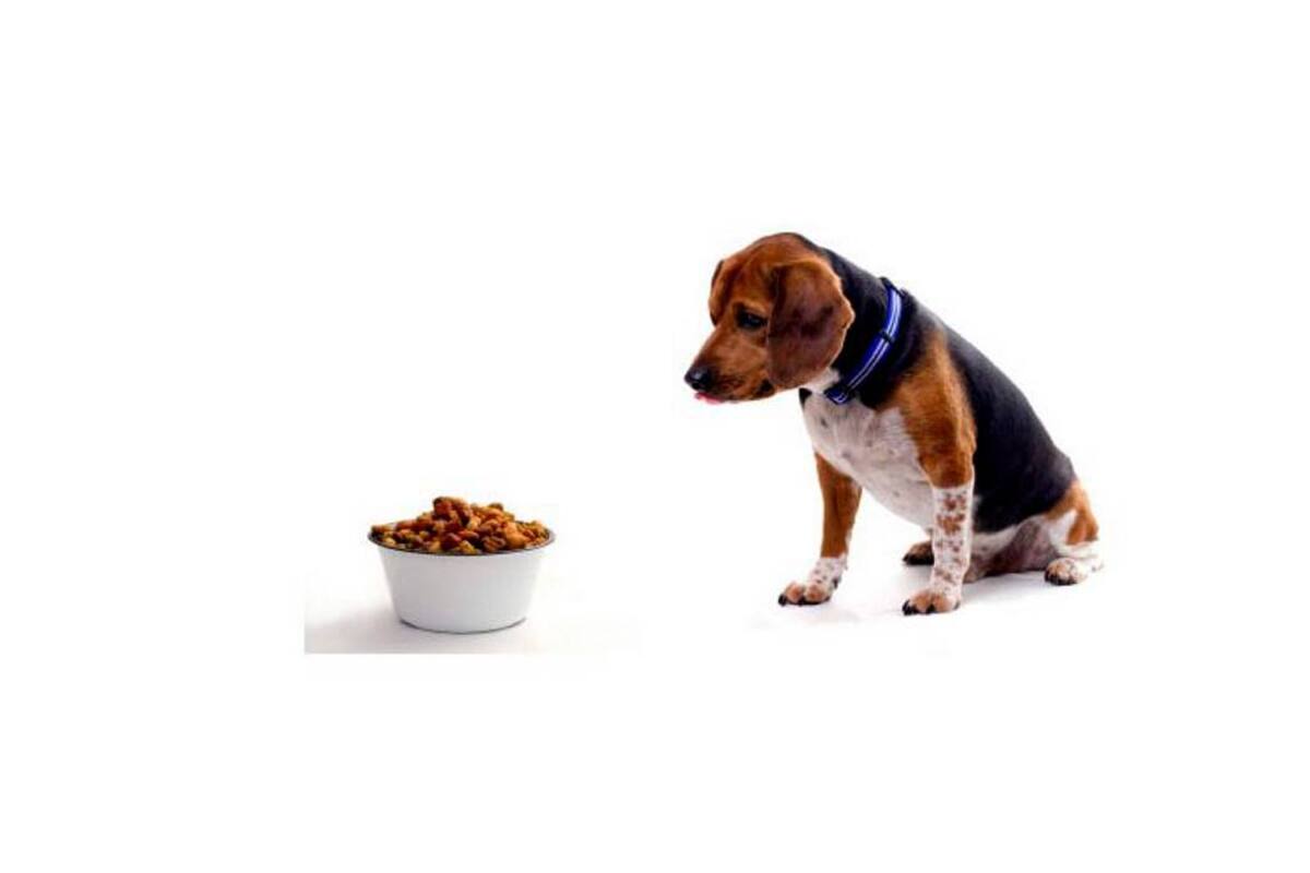 ¿Qué concentrados prefieren las mascotas?