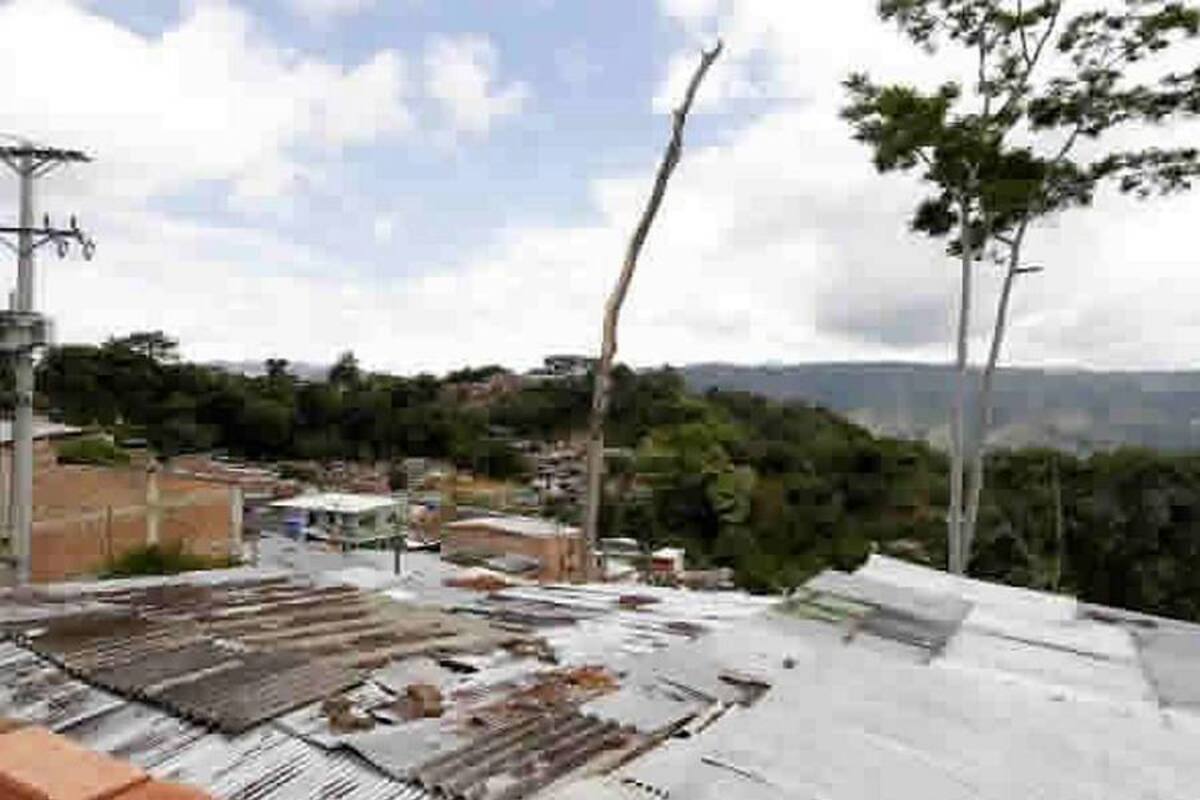 Temen caída de árbol en Villas de Girardot (Foto: Archivo/VANGUARDIA LIBERAL)