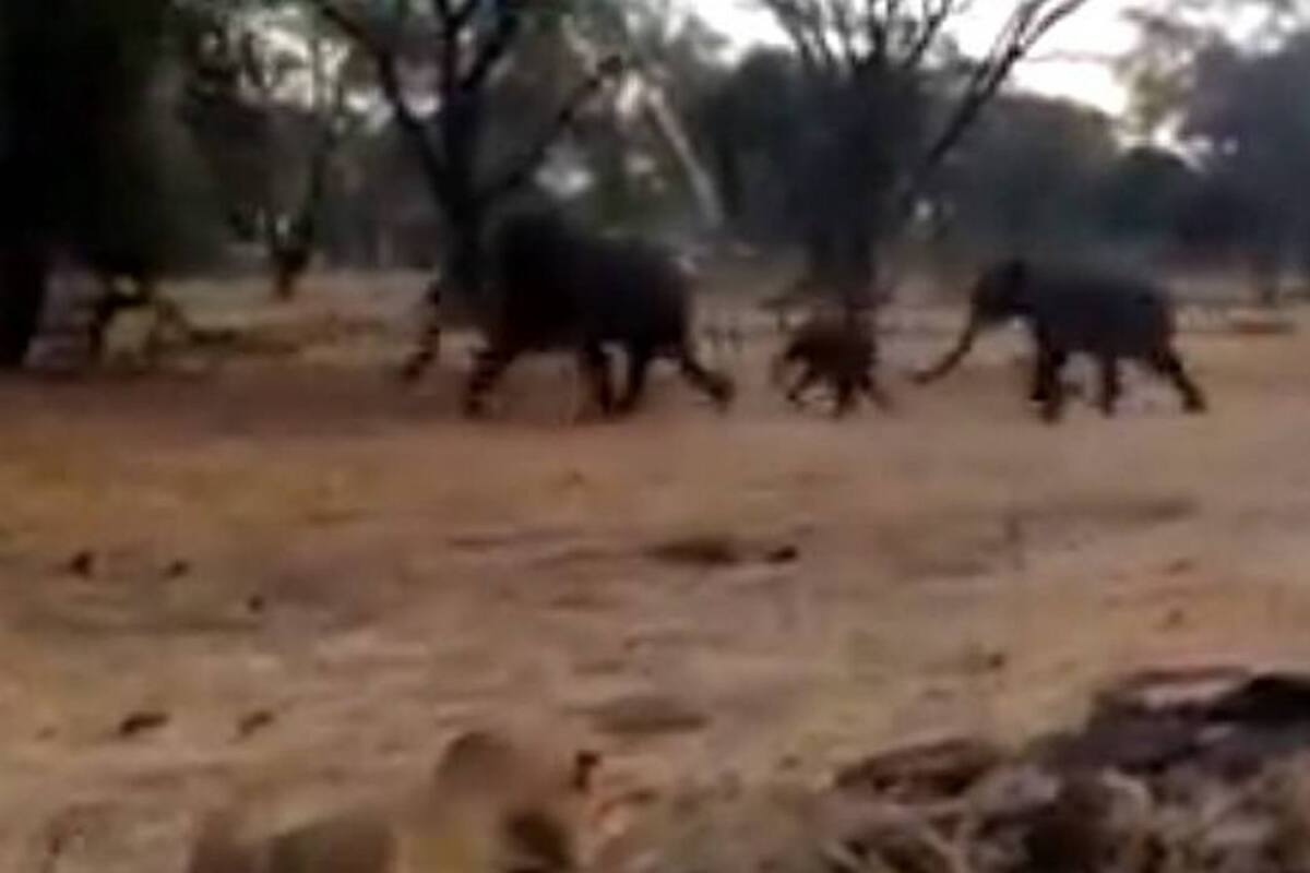 ¿Quién es el rey de la selva? Elefantes sacan corriendo a hambrientos leones (Foto: Foto: Youtube)