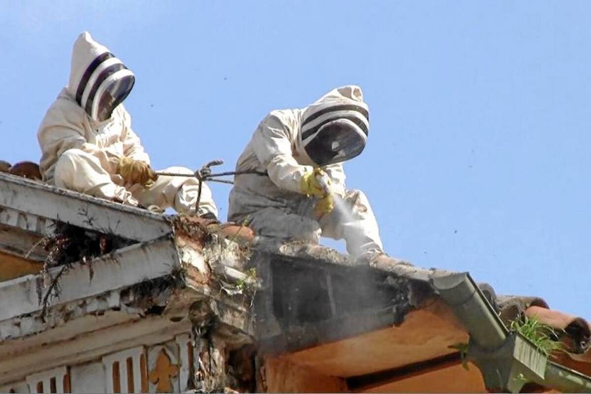 Bomberos controlan enjambre de abejas en el Centro Cultural del Oriente (Foto: Luis Alfonso Cárdenas/VANGUARDIA LIBERAL)
