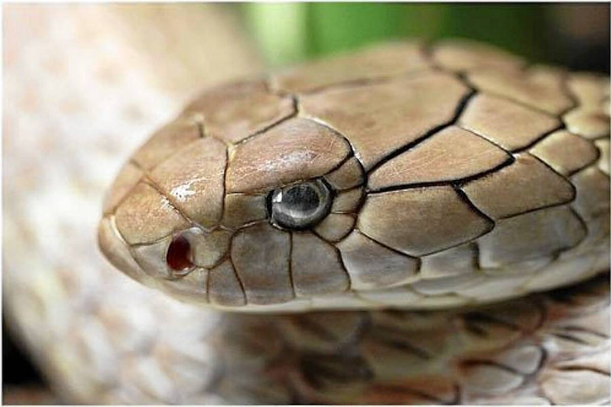 Un bebé de un año mastica a una serpiente y la deja medio muerta (Foto: Tomado de internet/ VANGUARDIA LIBERAL)