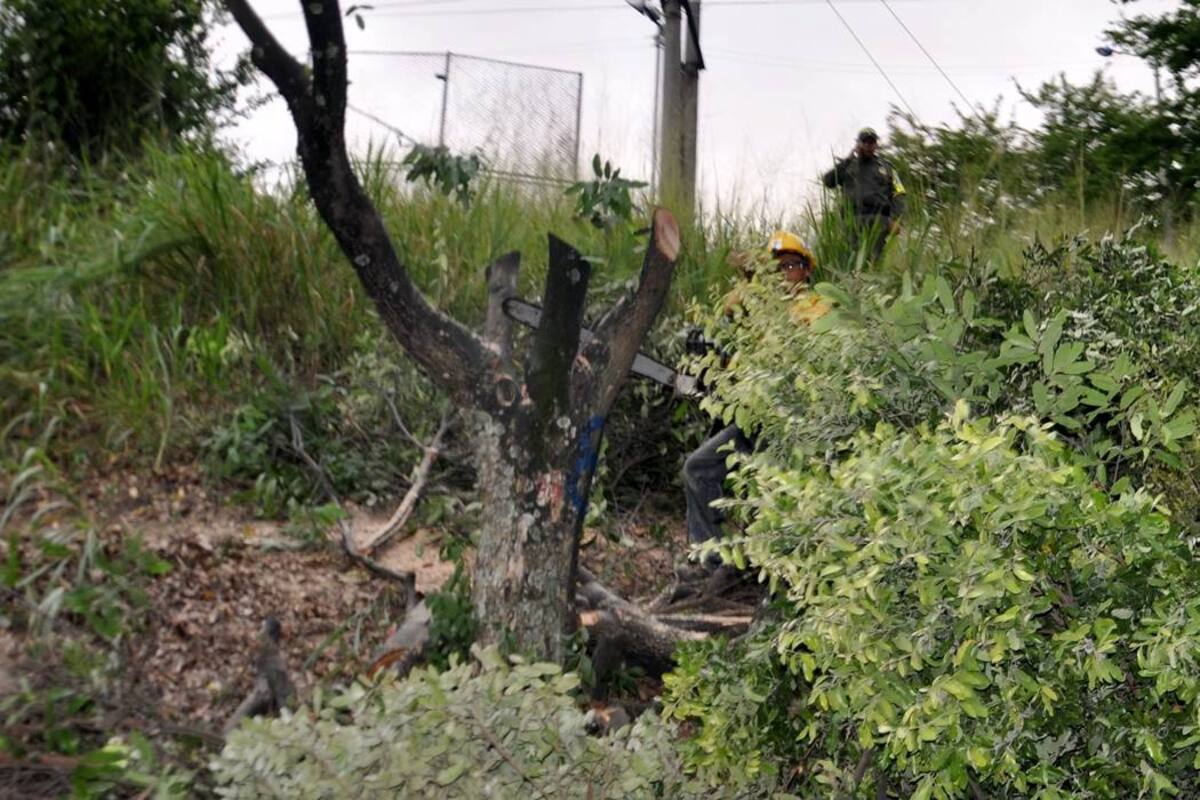 Registran en video tala de árboles en talud de La Salle (Foto: Suministrada/VANGUARDIA LIBERAL)