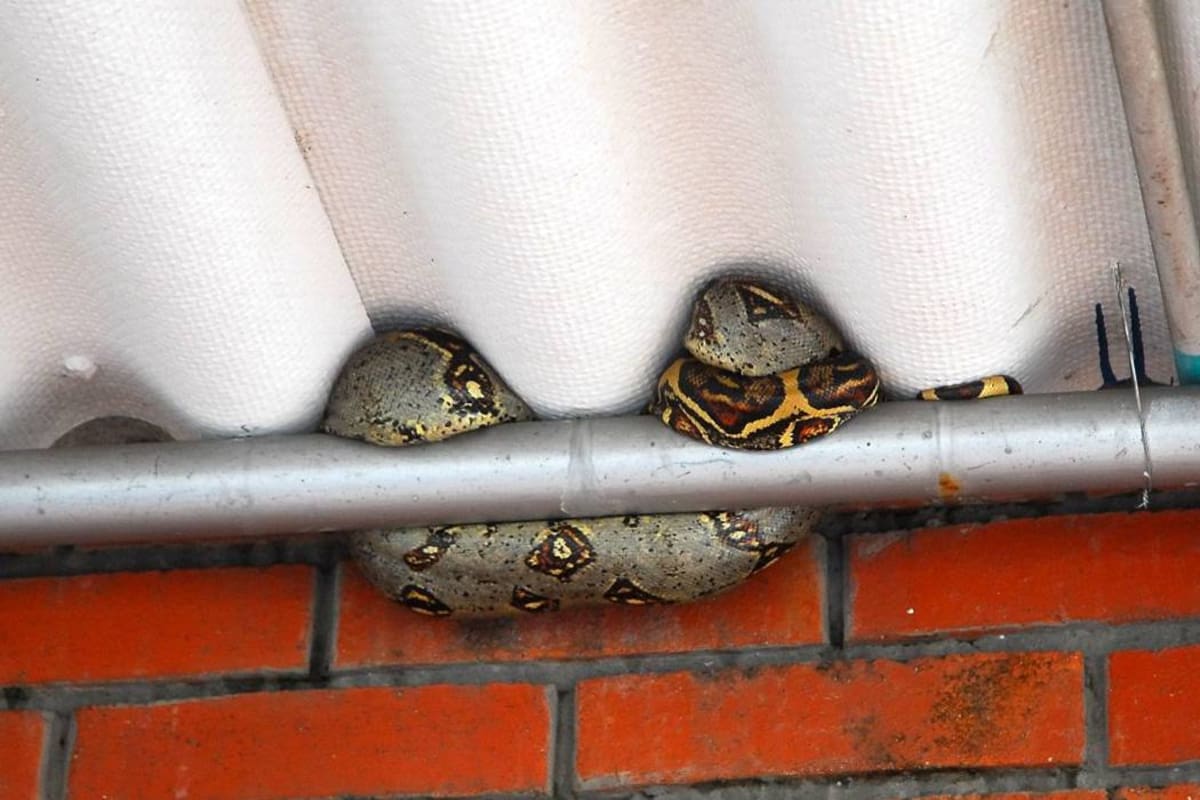 Más de 380 serpientes boa constrictor se han ‘colado’ en casas de Bucaramanga (Foto: Archivo/VANGUARDIA LIBERAL )