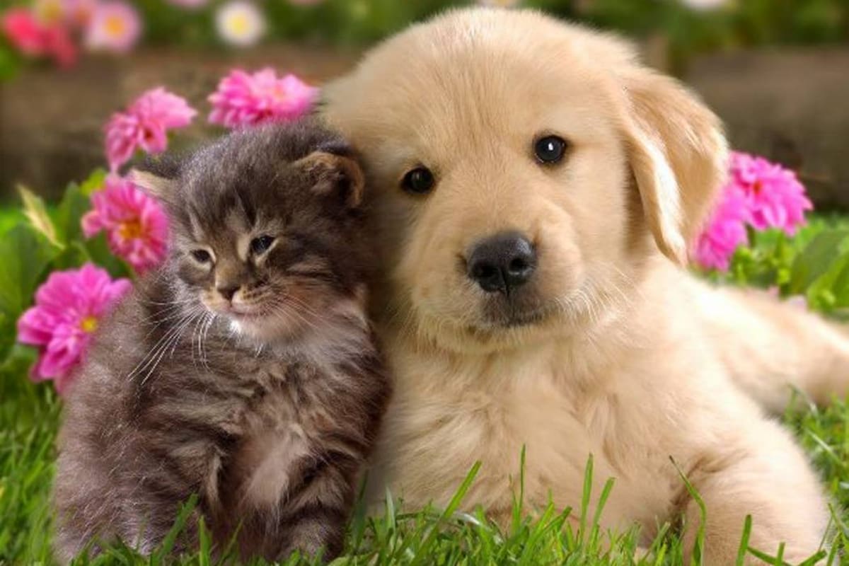 Desde el próximo miércoles se realizará censo canino y felino en Bucaramanga (Foto: Archivo /VANGUARDIA LIBERAL )