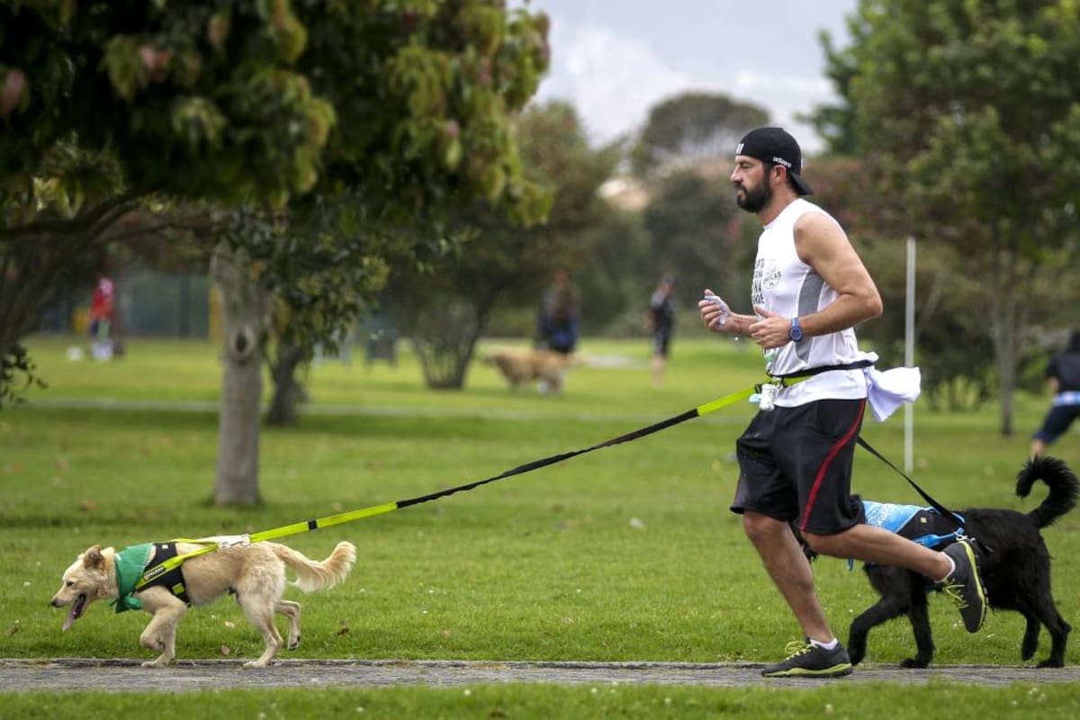 Consejos para que su perro se comporte cuando se queda solo en casa (Foto: Archivo /VANGUARDIA LIBERAL)