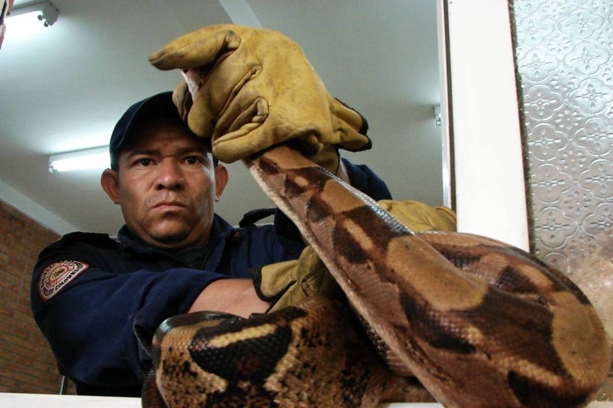 Más de 380 serpientes boa constrictor se han ‘colado’ en casas de Bucaramanga (Foto: Archivo/VANGUARDIA LIBERAL )