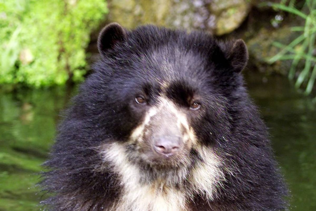 Colombianos se ponen los anteojos por la vida de los osos andinos (Foto: Archivo /VANGUARDIA LIBERAL)