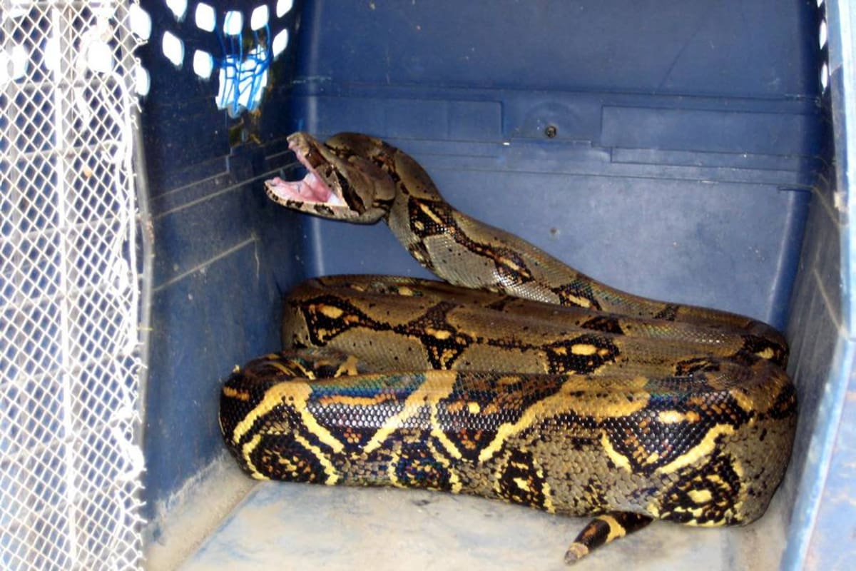 Más de 380 serpientes boa constrictor se han ‘colado’ en casas de Bucaramanga (Foto: Archivo/VANGUARDIA LIBERAL )