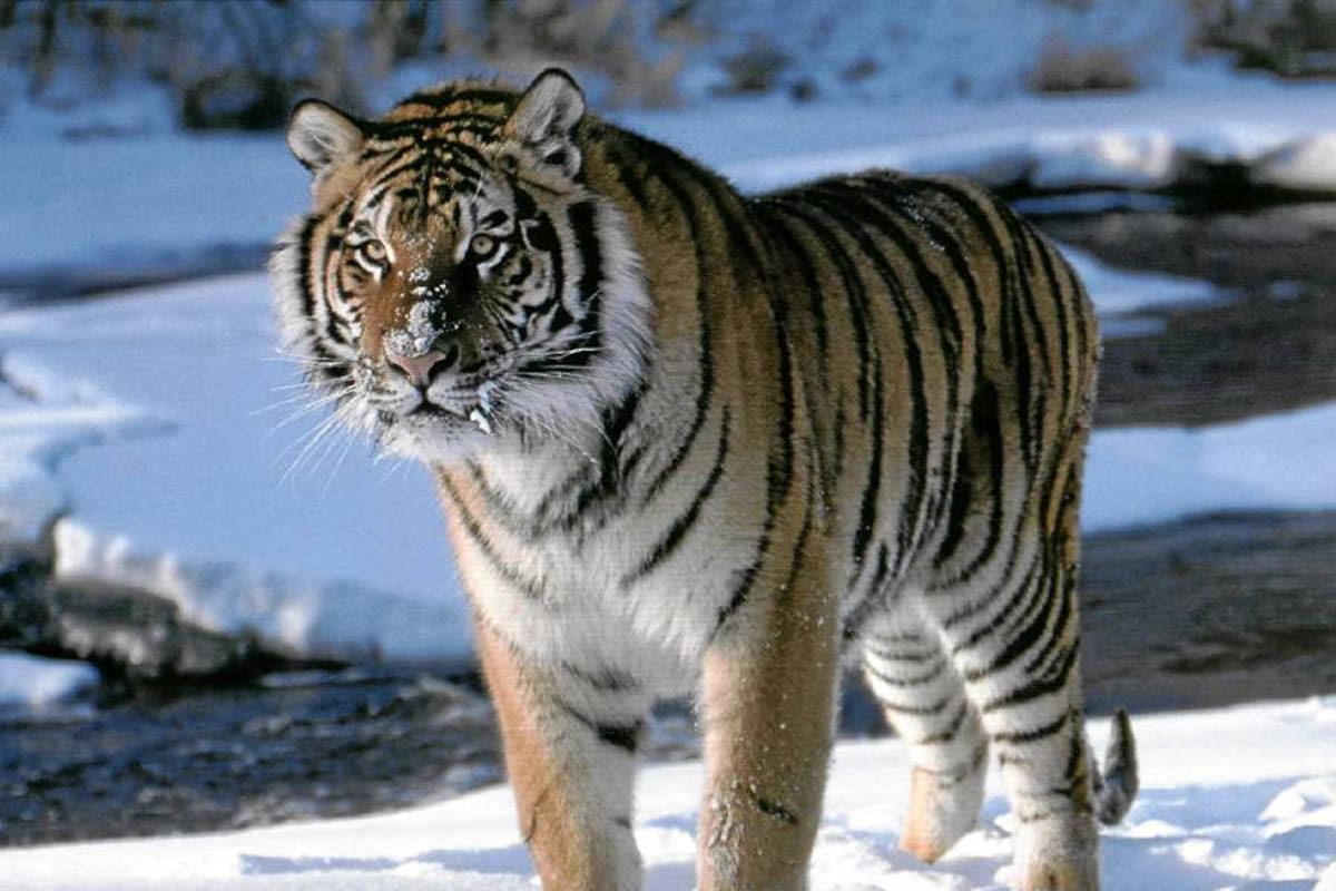 Un tigre arranca el dedo a un joven borracho que se coló en el circo (Foto: Tomado de internet/ VANGUARDIA LIBERAL)