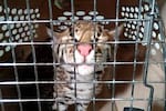 Justicia obliga al Estado a tomar medidas contra el tráfico de fauna