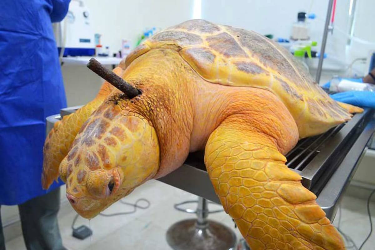 Rescatan a tortuga marina gigante herida con arpón en Santa Marta (Foto: Colprensa /VANGUARDIA LIBERAL)