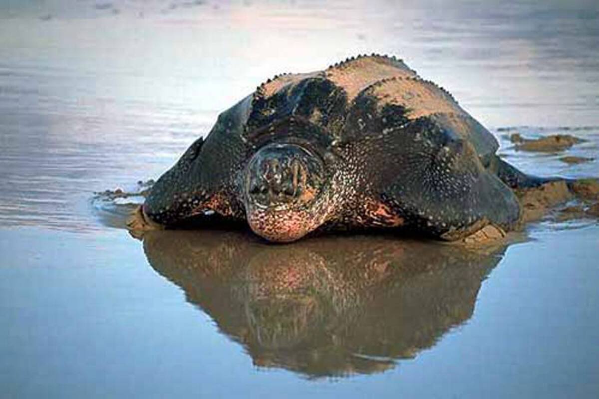 Protegen hábitat de la tortuga más grande del mundo en el Chocó (Foto: Tomada de Internet / VANGUARDIA LIBERAL)