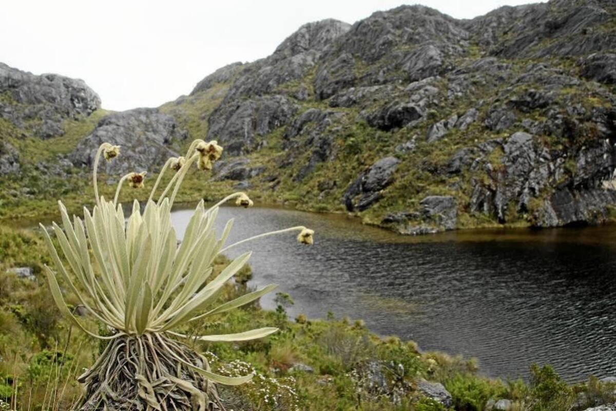 El 28 de febrero se daría la declaración del Parque Regional de Santurbán (Foto: Archivo/VANGUARDIA LIBERAL)