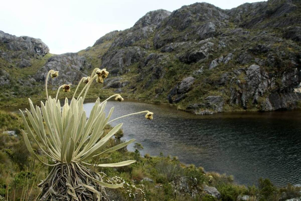 Hoy se discutirá en Vetas el futuro del páramo de Santurbán (Foto: César Flórez León / VANGUARDIA LIBERAL)
