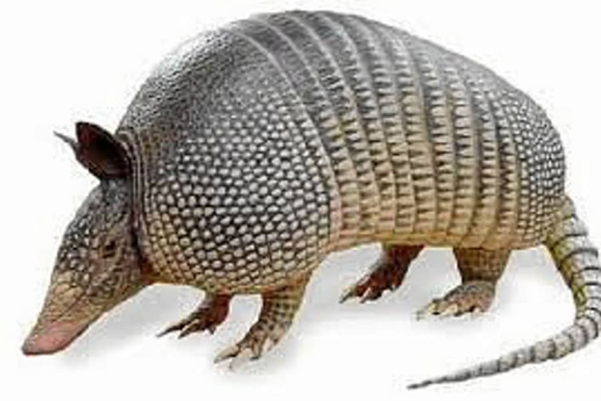 Un armadillo será la mascota del Mundial de fútbol Brasil-2014 (Foto: Archivo/VANGURDIA LIBERAL)