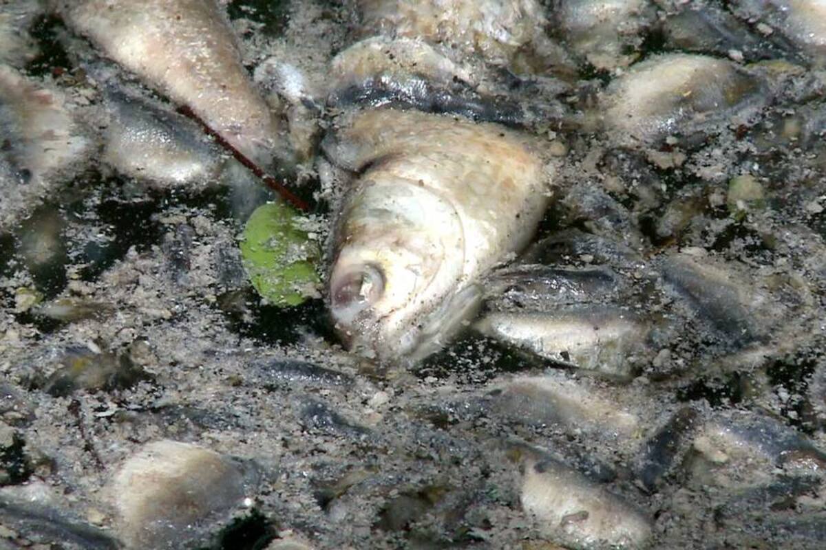 Mueren peces en laguna olímpica en Río de Janeiro (Foto: Afp / VANGUARDIA LIBERAL)