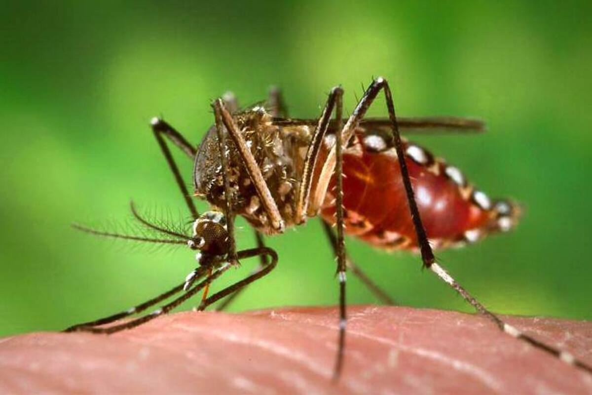 Se puede sufrir de dengue hasta cuatro veces en la vida (Foto: Archivo/ VANGUARDIA LIBERAL)