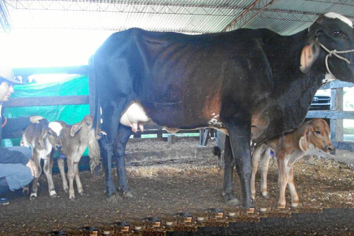 En la finca La Felicidad, ubicada en la parte alta de Piedecuesta, una vaca girolanda amamanta sus tres crías. (Foto: Suministrada/VANGUARDIA LIBERAL)