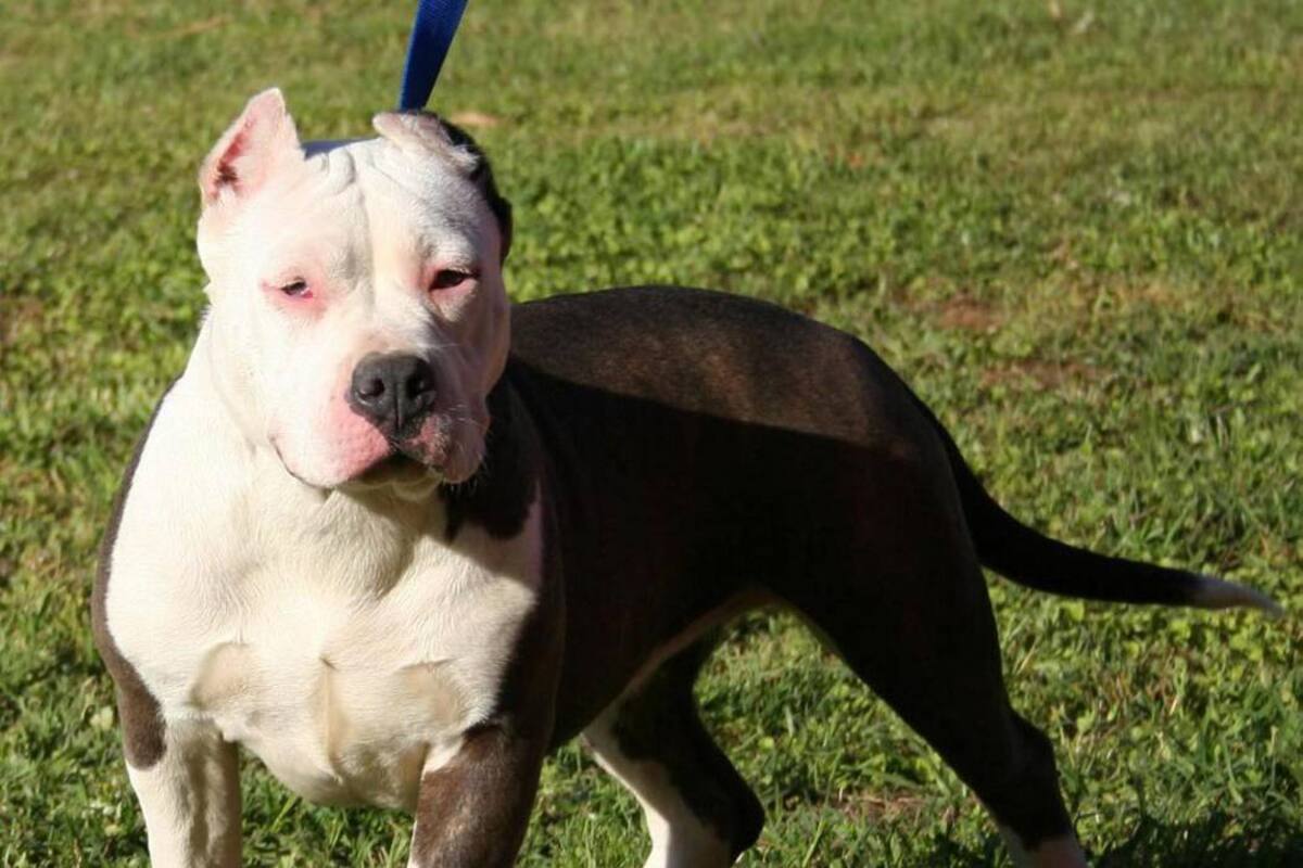 Sentencian a hombre a 17 años de cárcel por golpear a un perro en Puerto Rico (Foto: ARCHIVO/VANGUARDIALIBERAL)