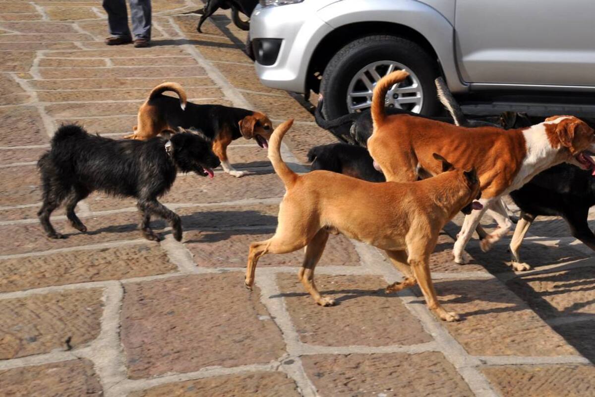Crean prueba para brucelosis canina (Foto: ARCHIVO/VANGUARDIALIBERAL)