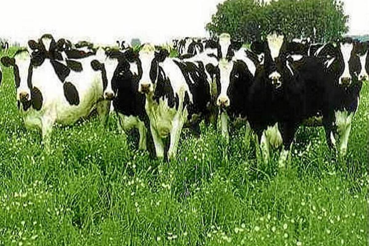 Japón descarta medidas especiales por caso de mal de "vacas locas" en EU (Foto: Tomado de Internet/ VANGUARDIA LIBERAL)