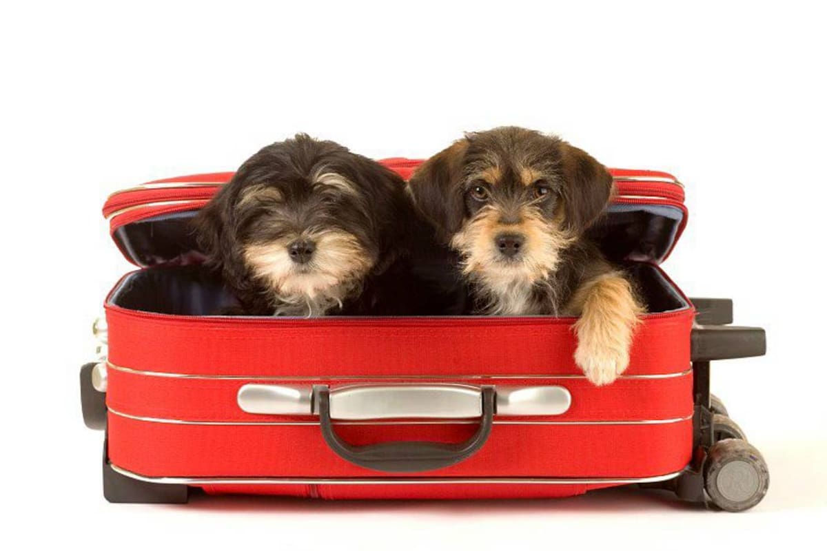 Claves para que los viajes no afecten a las mascotas (Foto: Tomado de internet/VANGUARDIA LIBERAL)