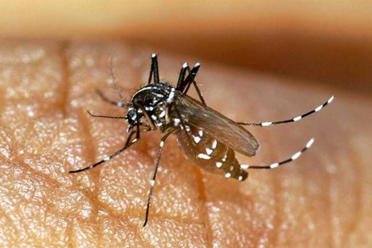 “Casos de chikunguña aumentarán en Santander” (Foto: Archivo/VANGUARDIA LIBERAL)