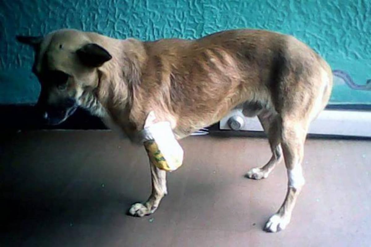Perro amputado en Bucaramanga aún espera quien le done su prótesis (Foto: SUMINISTRADA /VANGUARDIA LIBERAL)