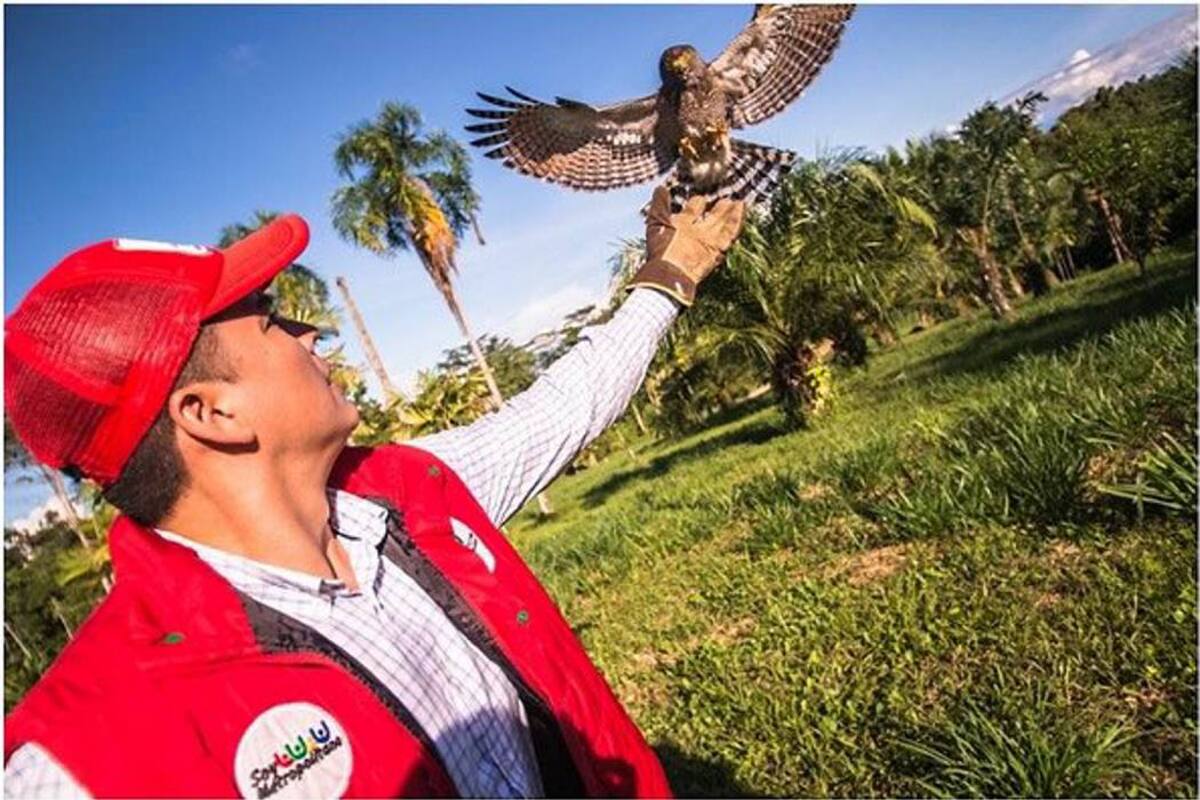 Este año se han liberado 386 ejemplares de fauna silvestre en Santander (Foto: Suministrada /VANGUARDIA LIBERAL)