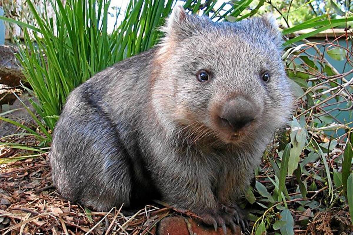 Los extraños wombats de Australia están muriendo por desnutrición (Foto: Tomado de Internet/ VANGUARDIA LIBERAL)