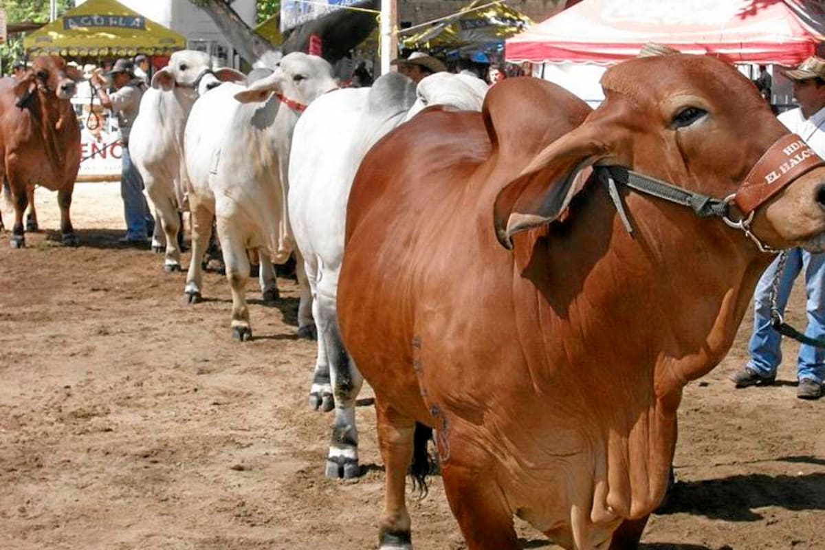 Ministro de Agricultura pide a EU que se abstenga de barreras a la carne (Foto: Archivo/ VANGUARDIA LIBERAL)