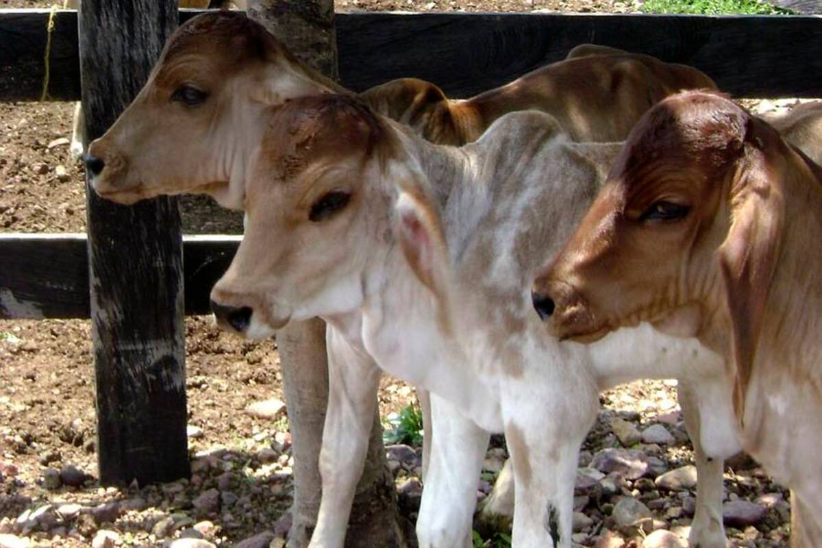 Finalizó evaluación al programa de fiebre aftosa en el país (Foto: ar)