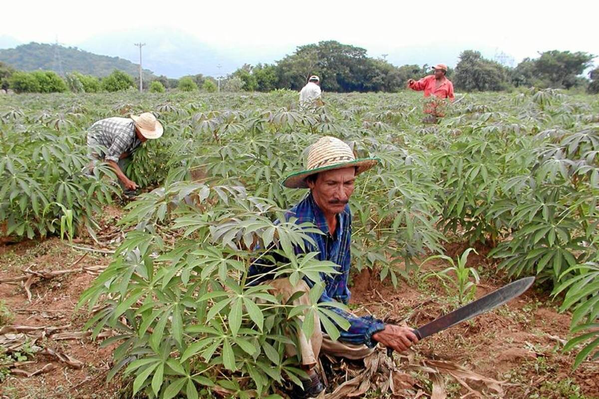 $285 mil millones costará tercer censo nacional agropecuario (Foto: Archivo/VANGUARDIA LIBERAL)
