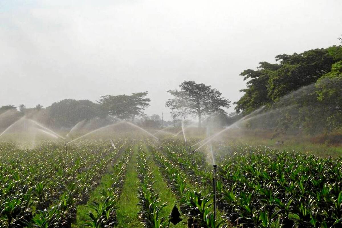 Inversión en nuevas plantaciones, pozos, riegos y silos tendrá deducción del 10% (Foto: Archivo/VANGUARDIA LIBERAL)