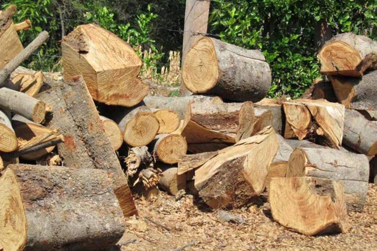 Identifican otros ocho núcleos de deforestación en Colombia (Foto: Archivo/VANGUARDIA LIBERAL)