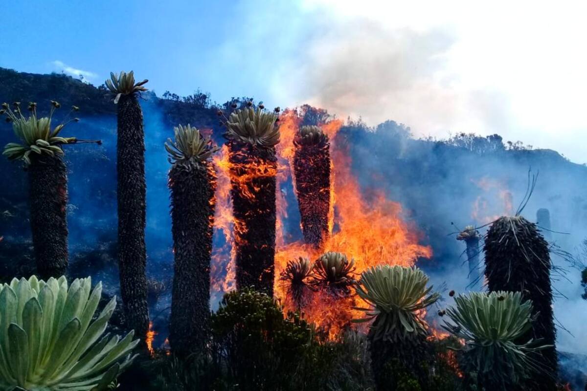 Las llamas causaron afectaciones en la vegetación de esta zona de páramo en Santander. Foto: Suministrada, Bomberos Concepción / VANGUARDIA LIBERAL