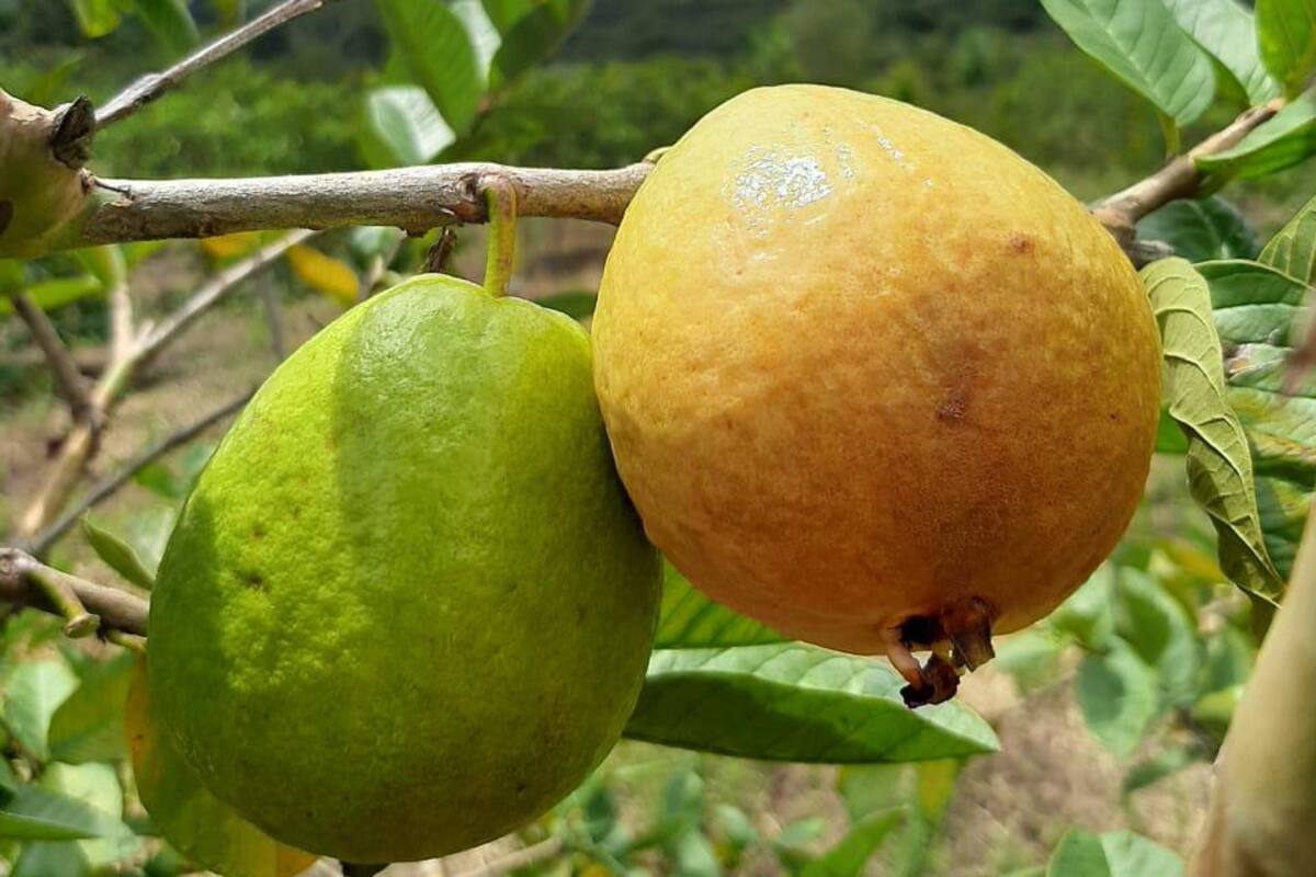 Imagen suministrada por Liver Guerrero Morales/ Vanguardia.