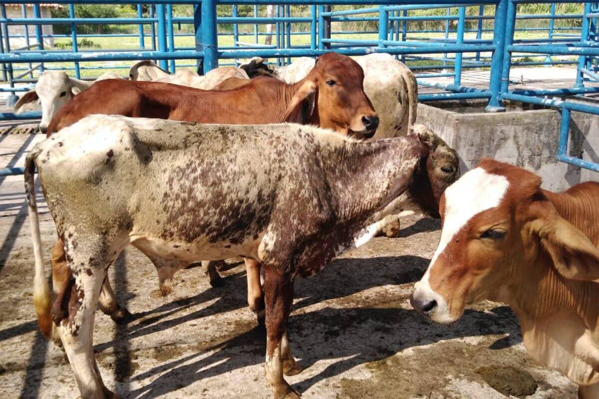 Mesa de trabajo busca alternativas para la planta de sacrificio porcino en Santander Archivo VANGUARDIA