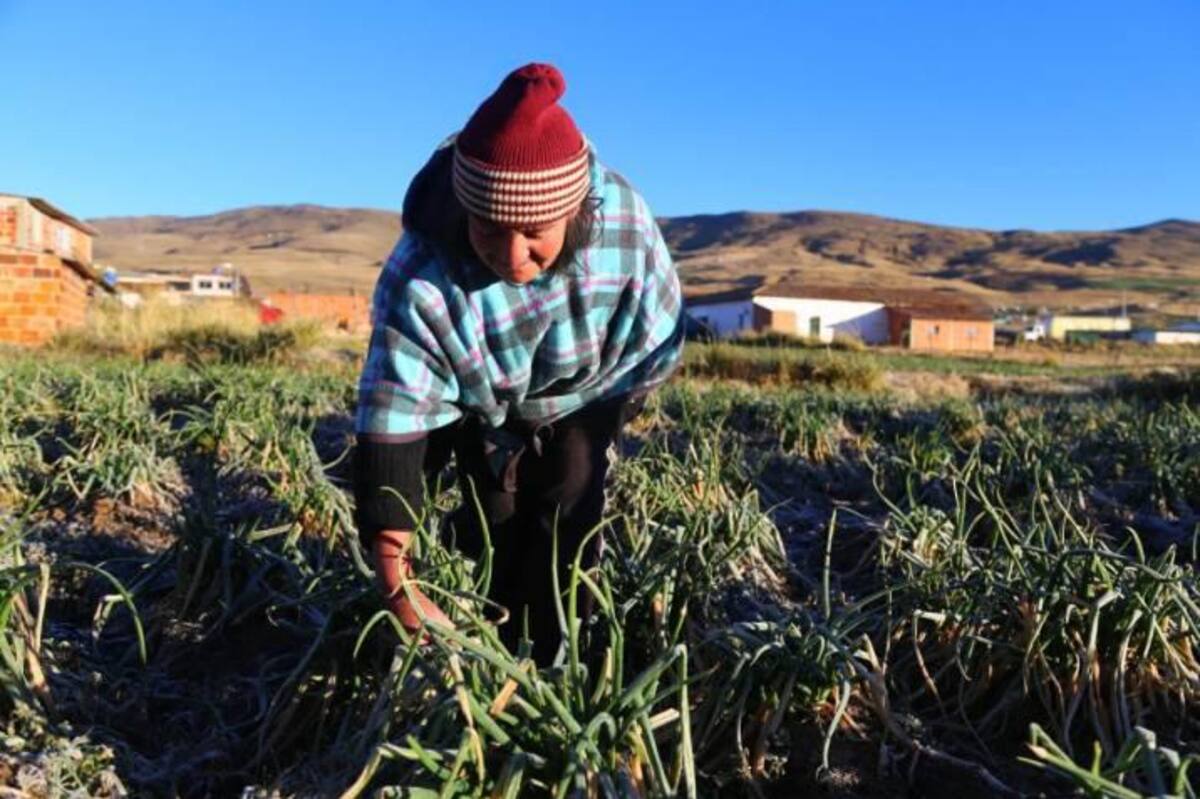 Cultivos de cebolla en Berlín, Santander. Archivo