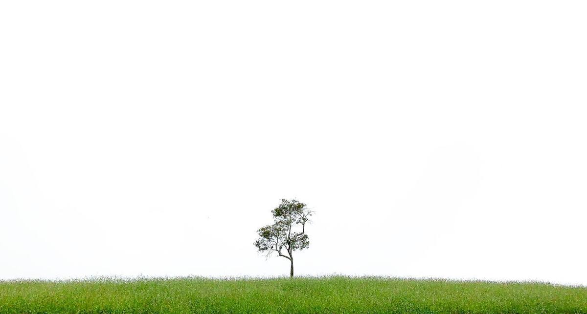Árbol solitario en una mañana en la que el Cañón del Chicamocha se hallaba nublado. Julio César Alvarado