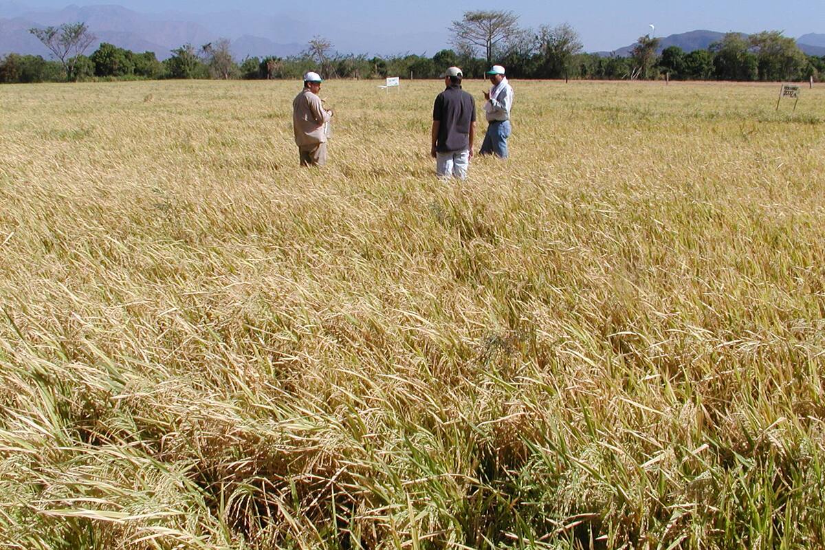 De acuerdo co la encuesta del Dane y Fdearroz, en segundo semestre se perdieron 401 hectáreas de arroz mecanizado.