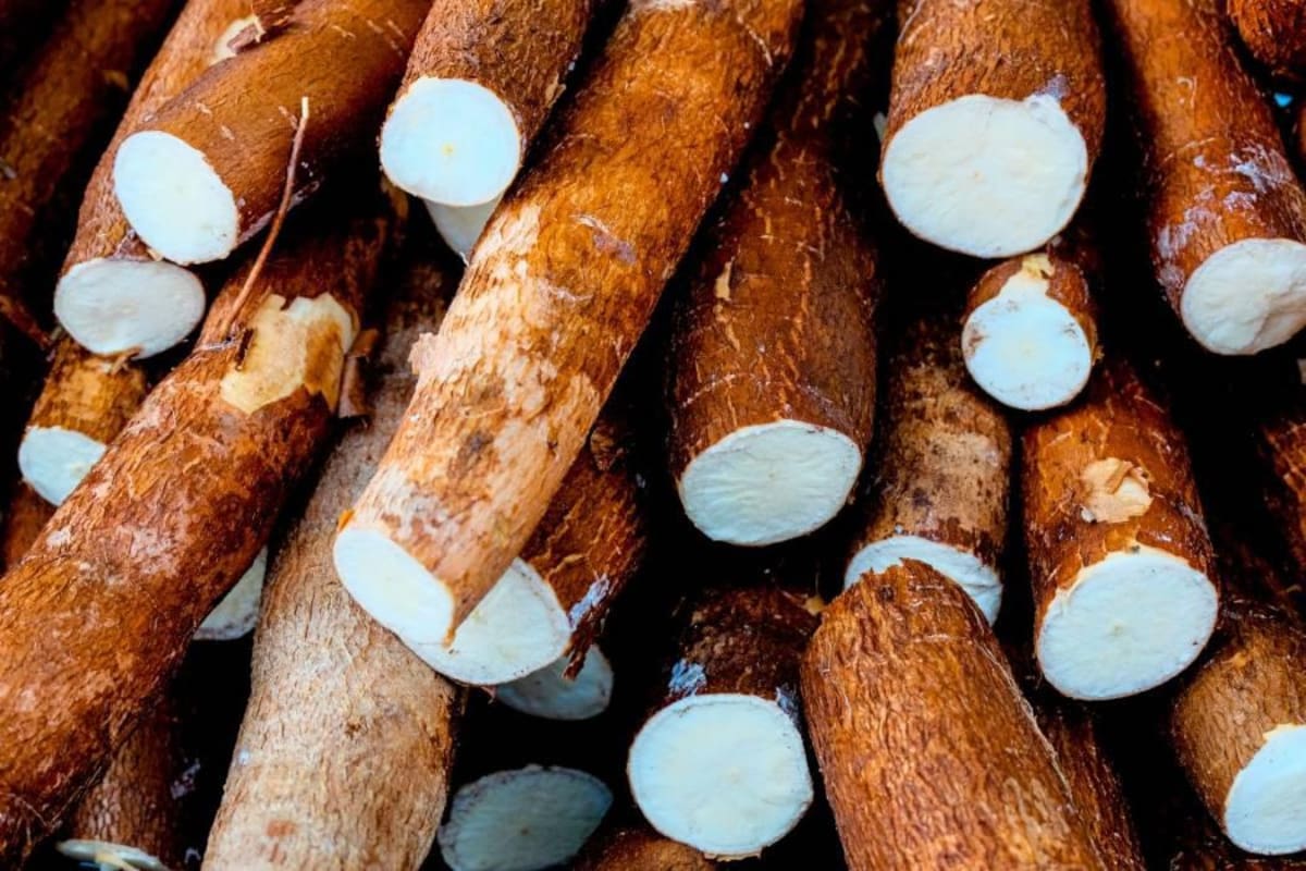 El consumo de mandioca cruda puede afectar las hormonas tiroideas y dañar las células nerviosas relacionadas con el movimiento. (Foto: El Universal/Vanguardia)